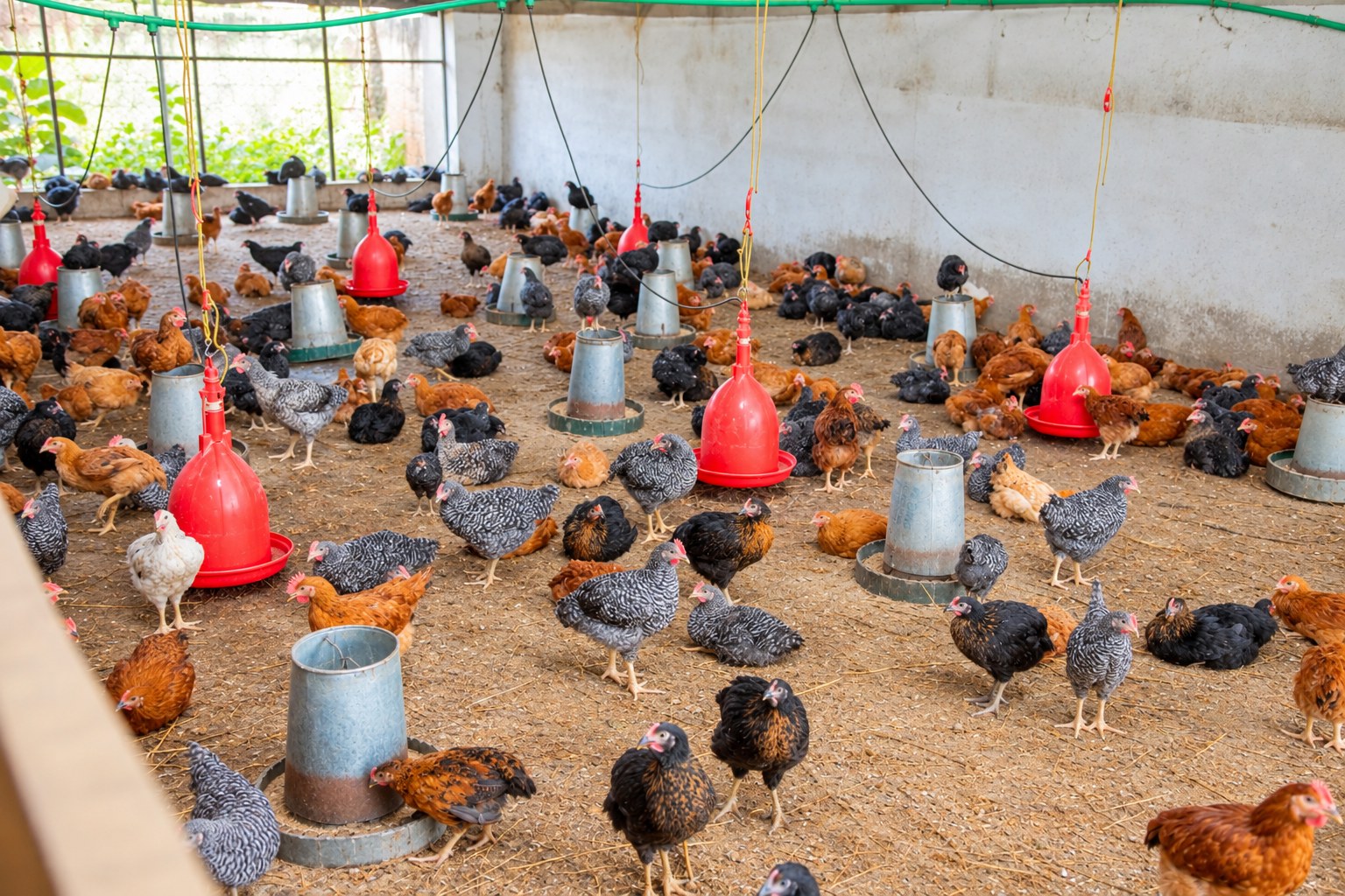 Poulets élevés en liberté dans le bâtiment de la Ferme Fabiola